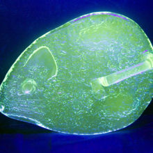 Shown in image under blacklight, glowing light green due to minerals in the vintage glass recipe (It is not Uranium or Vaseline glass).