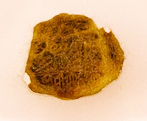 The only sign of age is the Jeannette label remnant.